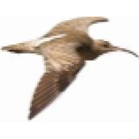 Whimbrel Software Logo