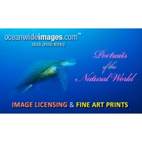Oceanwide Images Photo Library Logo