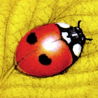 domino · grafica, web, comunicazione Logo