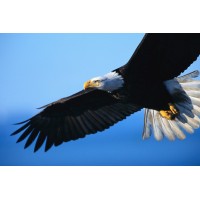 Eagles Soar High Coaching Logo