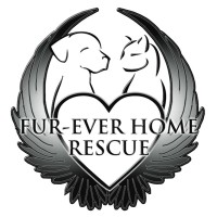 Fur Ever Home Rescue Logo
