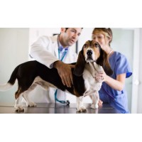 Avviare Consulting Logo