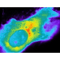 Carl Correns Foundation for Mathematical Biology Logo