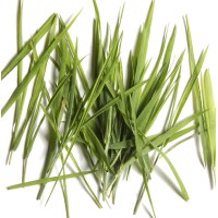 Fieldwork Design Logo