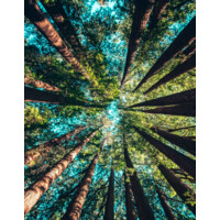 A Day in the Woods Logo