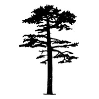 Red Pine Consulting Logo