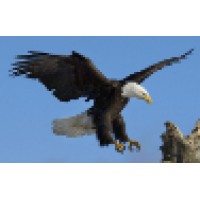 Eagle Firearms Logo