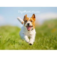 DogsBestLife.com Logo