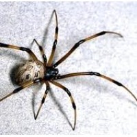 A-List Exterminator Logo