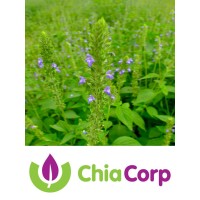 Chia Corp Logo