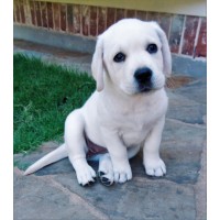Texas White Labs Logo