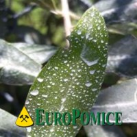 EUROPOMICE S.R.L. Logo