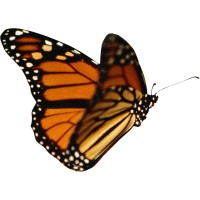 New Health Centers, Inc. Logo