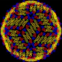 Purdue Institute of Inflammation, Immunology and Infectious Disease (PI4D) Logo