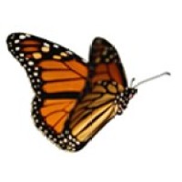 AbiliFly LLC Logo