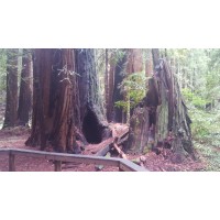 Dawn Redwood Groves LLC Logo