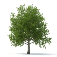 Twelve Oaks Advisors, LLC Logo