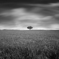 Athena Carey Photography Logo