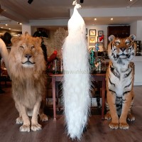 de museumwinkel.com Logo