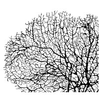BLKCORAL By Nikole Nelson Logo