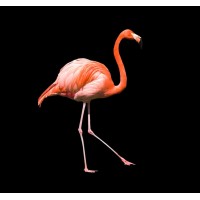 HAPPY FLAMINGOS Logo