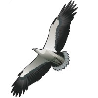 Thala Beach Nature Reserve, Port Douglas Logo