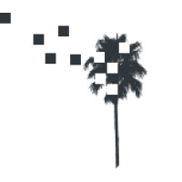 Schall Creative Logo