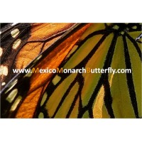 Mexico Monarch Butterfly Logo