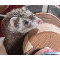 Workshop Weasel Logo