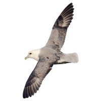 Fulmar Consulting Limited Logo