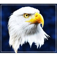 Eagle Outdoor Sign Co., Inc. Logo