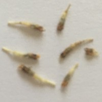 Wildflower Seed LLC Logo