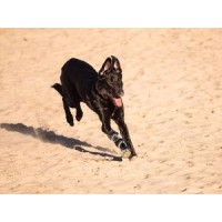 Kamer Dierenorthopedie Logo