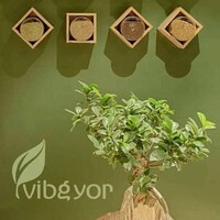 Vibgyor Agro Commodities Pvt Ltd Logo