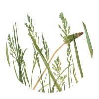 Greensward Logo