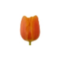 Orange Tulip Logo