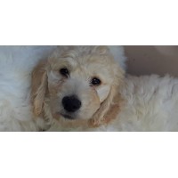 GOLDENDOODLE GALORE PUPPIES Logo