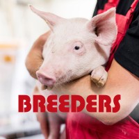 Breeders of Denmark A/S - Danish Genetics Partner Logo