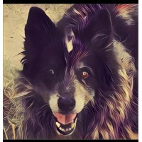 StockDog Consulting Logo