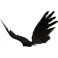 Osprey International Logo