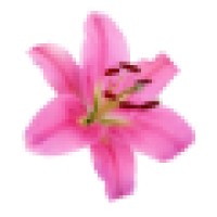 Lily Innovation Logo