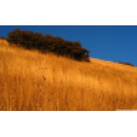 Copperfield Consulting Logo