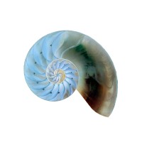 seashell software Logo
