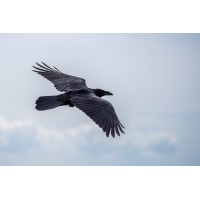 Ravenscleft Capital LLC Logo