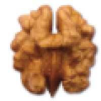 Taschenhirn.de Logo