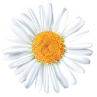 Daisy Consulting Group Logo