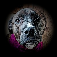 geekydog Logo