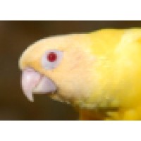 Avian Resources Logo