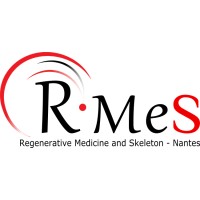 RMeS - Regenerative Medicine and Skeleton Logo