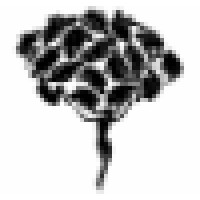 Natural Coaching Logo